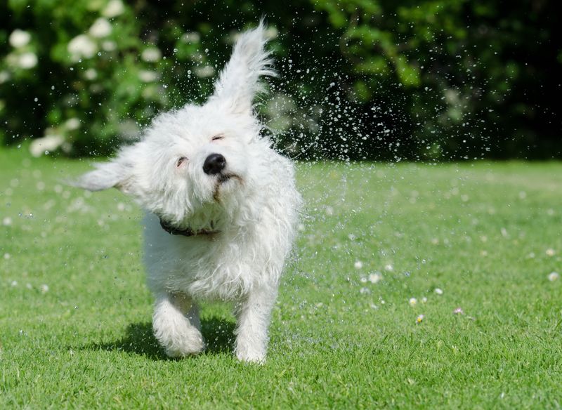19 dog behaviors that look cute but can be signs of anxiety 11 Shaking off when not wet