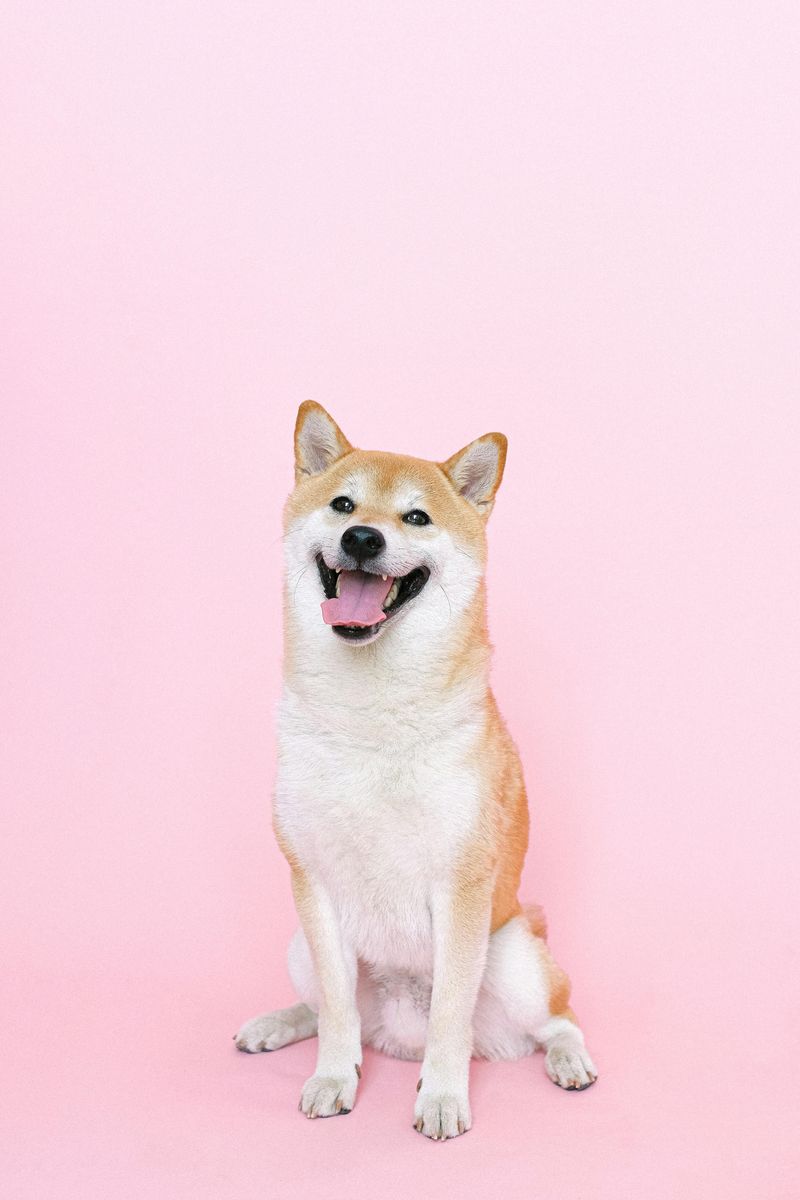 Shiba Inu