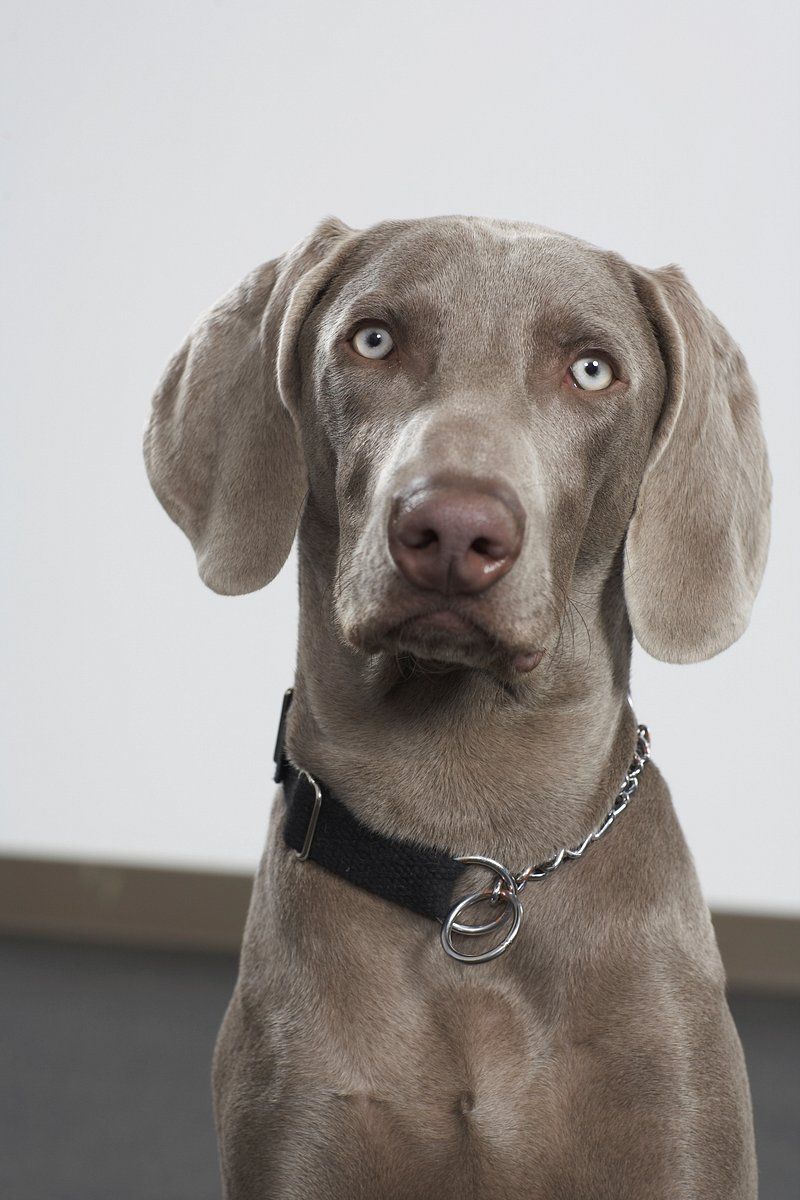Weimaraner