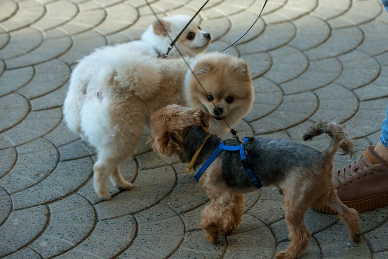 11 safe ways to help your dog meet other dogs 7 Keep sessions short