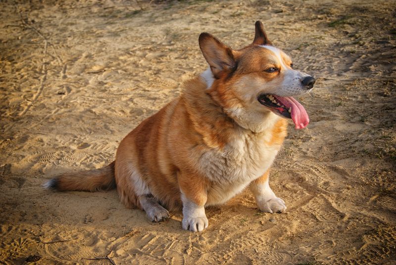 Pembroke Welsh Corgi