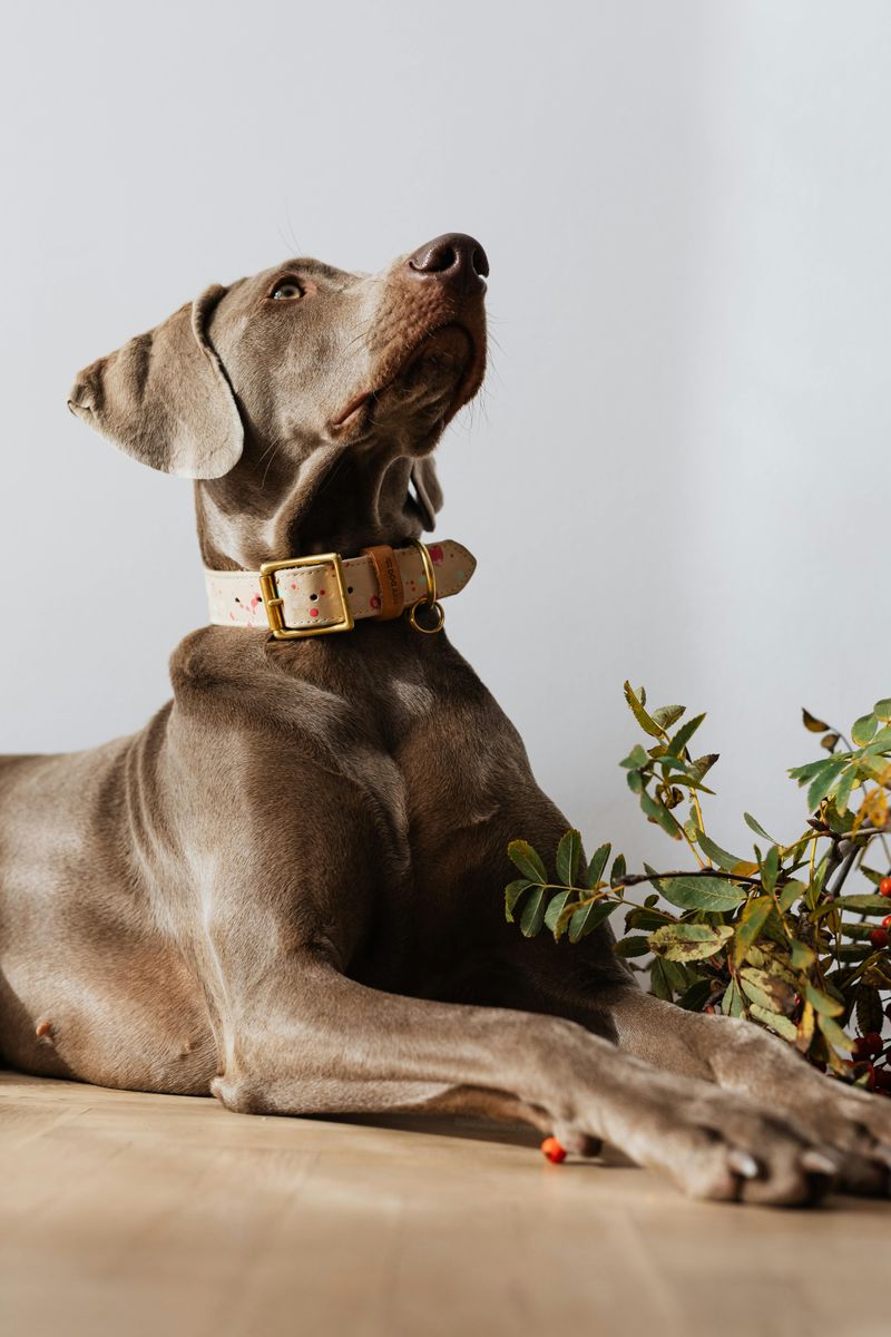 Weimaraner