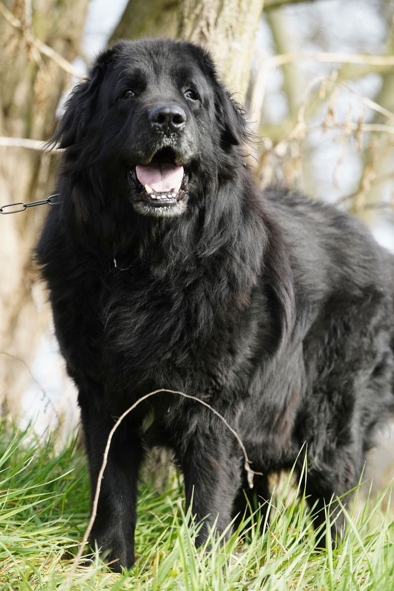 These dog breeds often stay level-headed no matter what's happening around them 2 Newfoundland