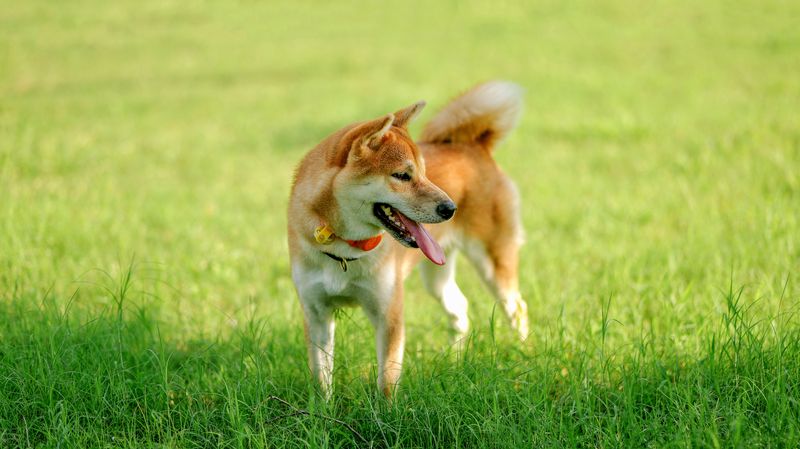 10 dogs that may choose an exciting scent over your voice - plus 2 that are often more handler-focused 9 Shiba Inu and Its Independent Spirit