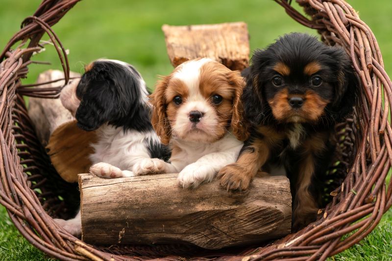 Cavalier King Charles Spaniel: Royal Snuggler