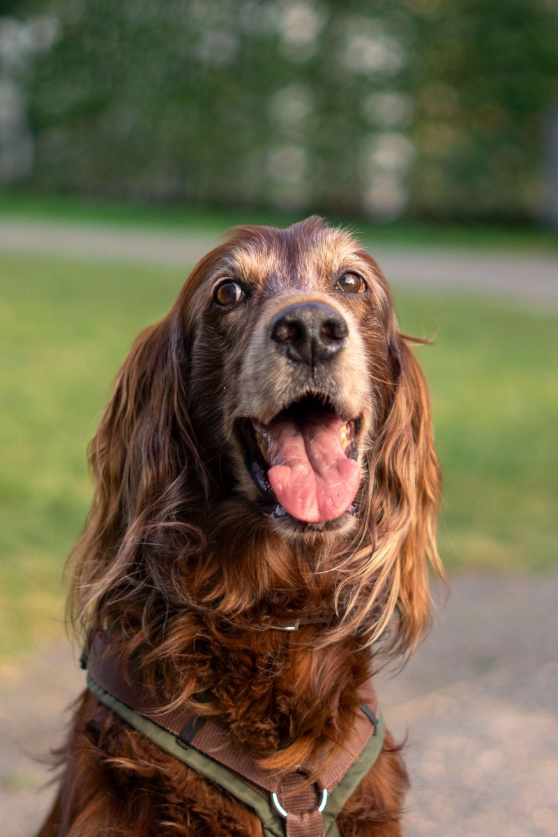 Irish Setter: Social Butterfly with Red Hair