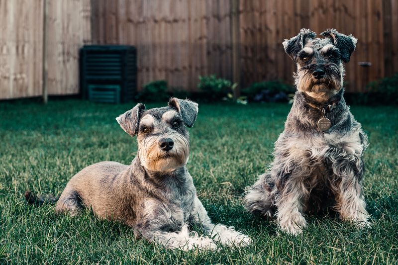 The most comfortable relationships often come from these 11 quietly confident dog breeds 3 Standard Schnauzer