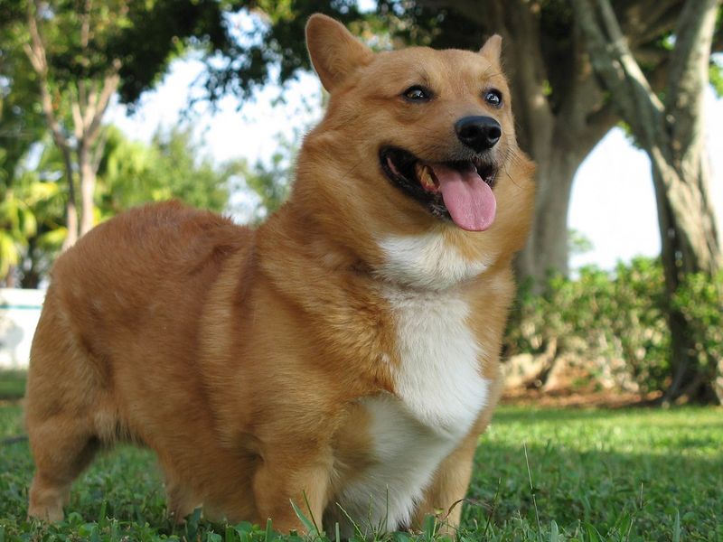 Corgi