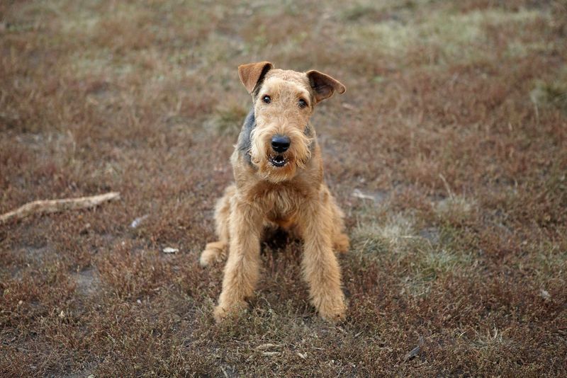 The dog your grandparents grew up with may be cooler than the breed filling your social feed 4 Airedale Terrier