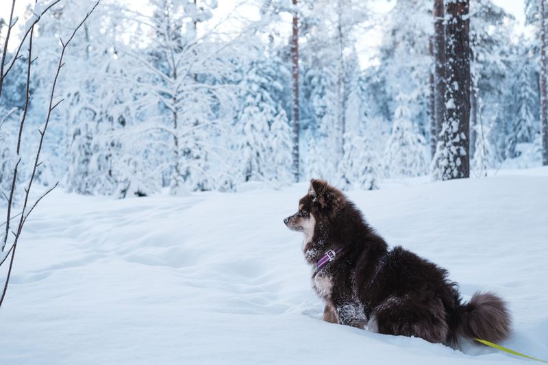 These dog breeds often stay level-headed no matter what's happening around them 5 Finnish Lapphund