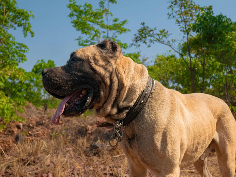 These 11 dog breeds appear in bite-related legal actions more than any others 6 Presa Canario