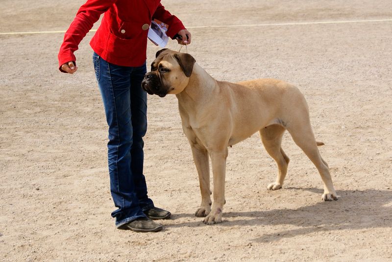 12 dog breeds that become deeply loyal after one life-changing moment 7 Bullmastiff