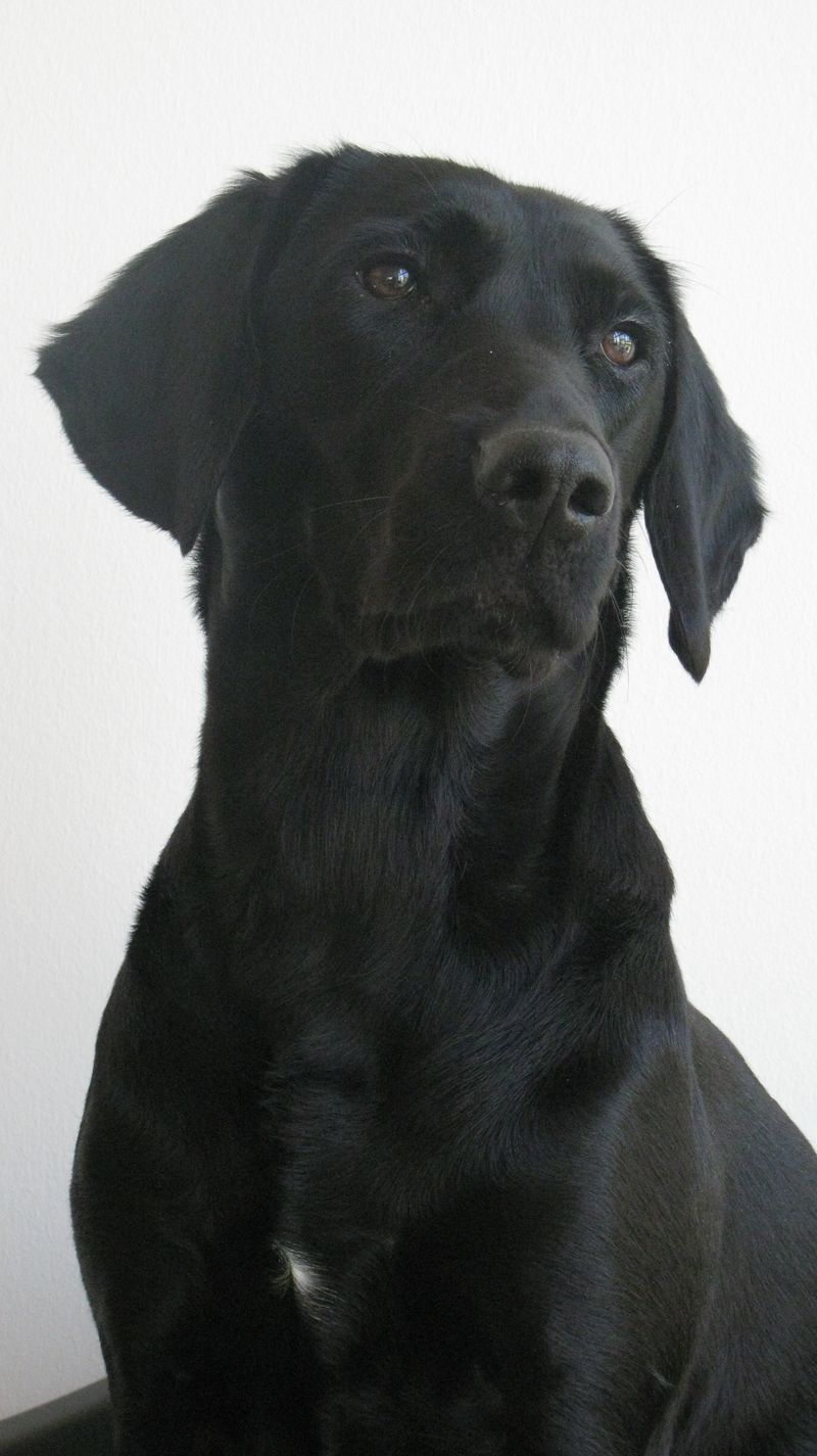 10 breeds that seem to transform once puppyhood ends 2 Labrador Retriever