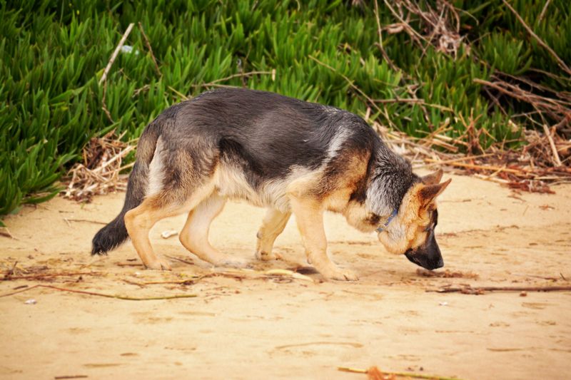 Smart dogs aren't automatically easier - These breeds can make boredom your problem too 3 German Shepherd