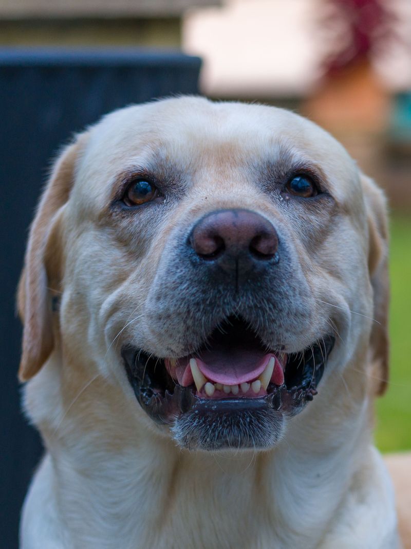 These 10 dogs can gain weight fast after neutering without the right routine 2 Labrador Retriever