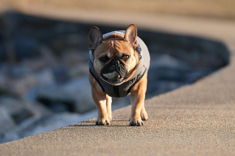 French Bulldog