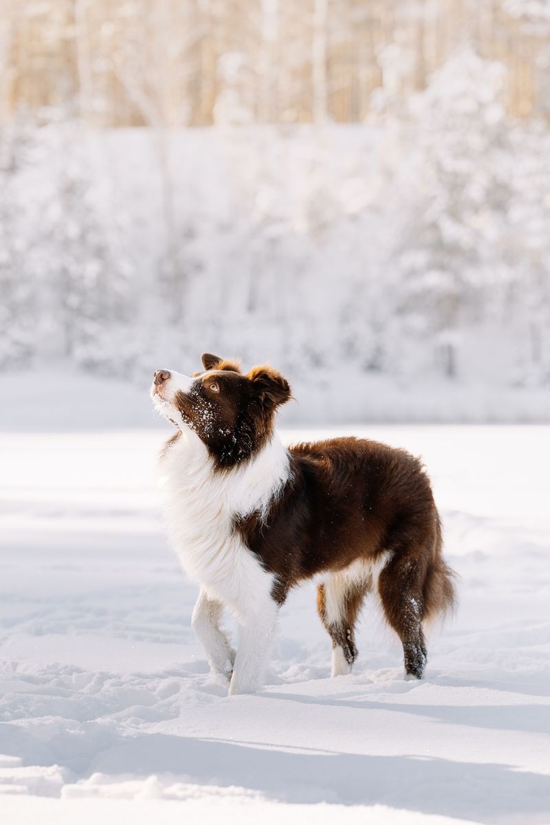 Border Collie