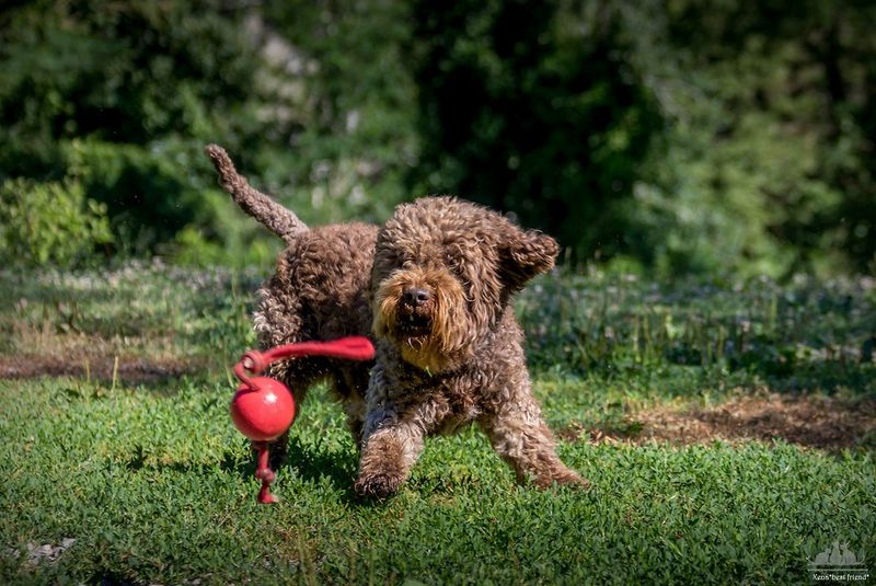 Lagotto Romagnolo