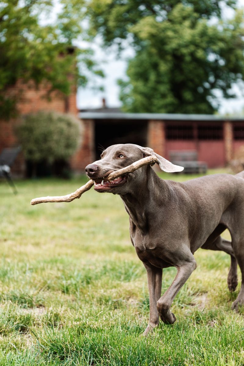 Bring home one of these energetic breeds and your lazy mornings may quietly disappear from the calendar 11 Weimaraner