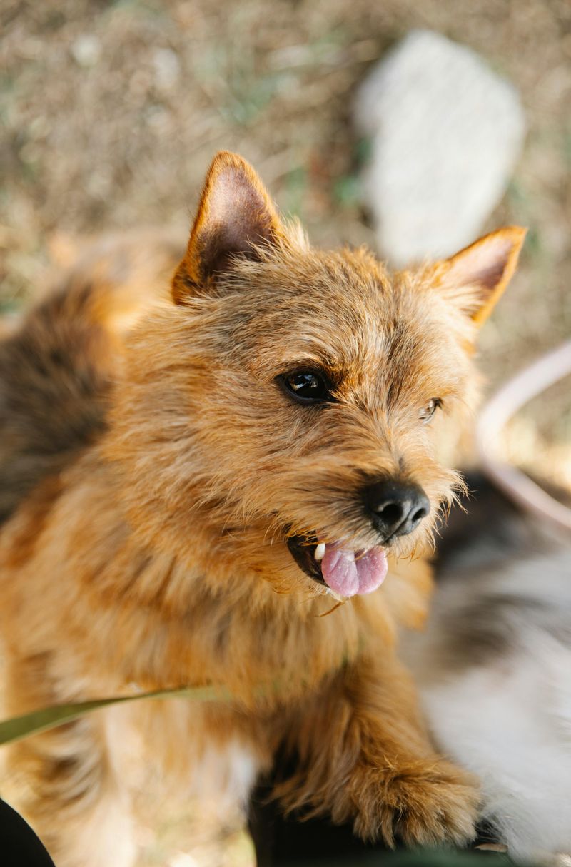 Norwich Terrier