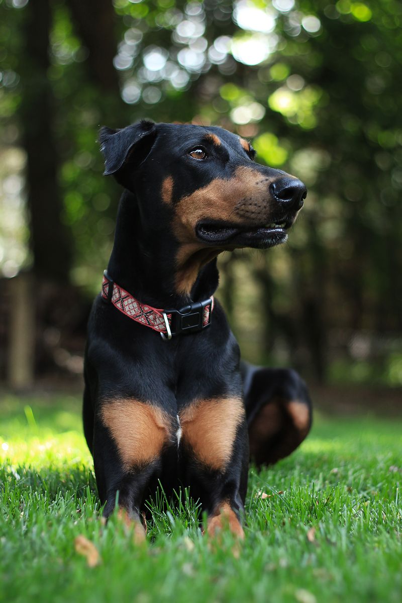 Doberman Pinscher