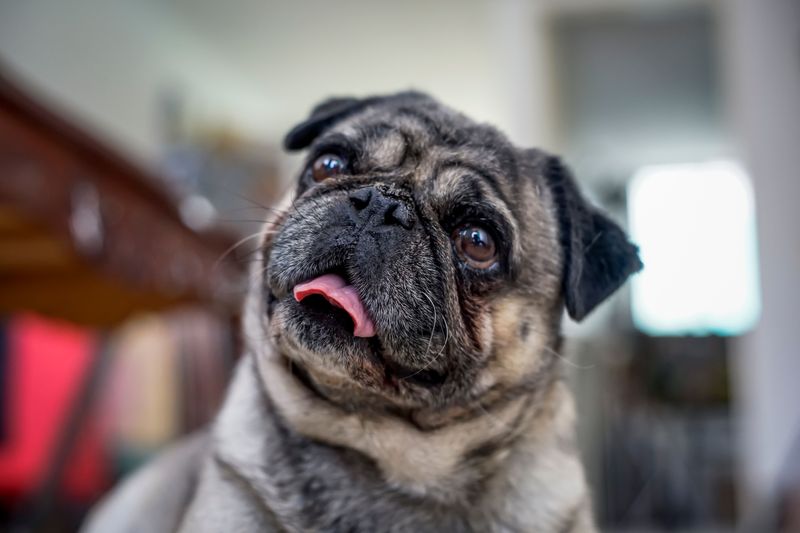 13 dog breeds that may never outsmart you - and somehow make you love them even more for it 4 Pug