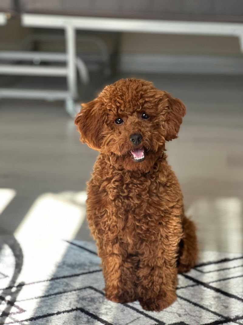Poodle