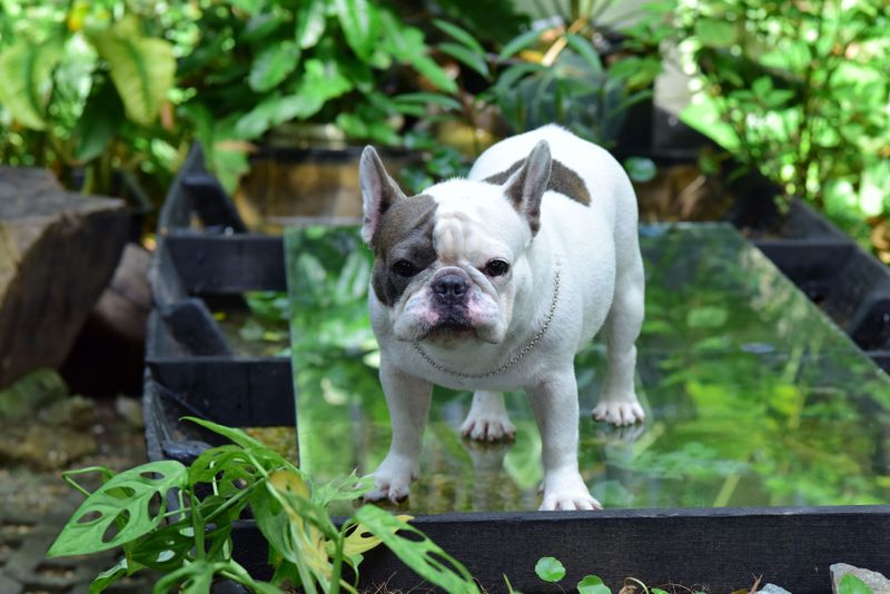 11 dog breeds that mature earlier than many owners realize – plus 3 late bloomers 6 French Bulldog