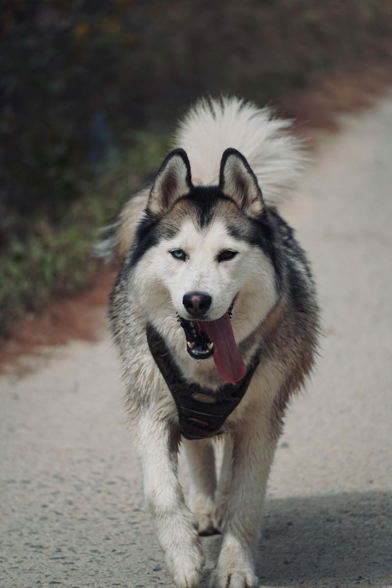 The “Older Rescue” Wave Is Real - 10 Breeds People Adopt as Adults Most Often 10 Husky
