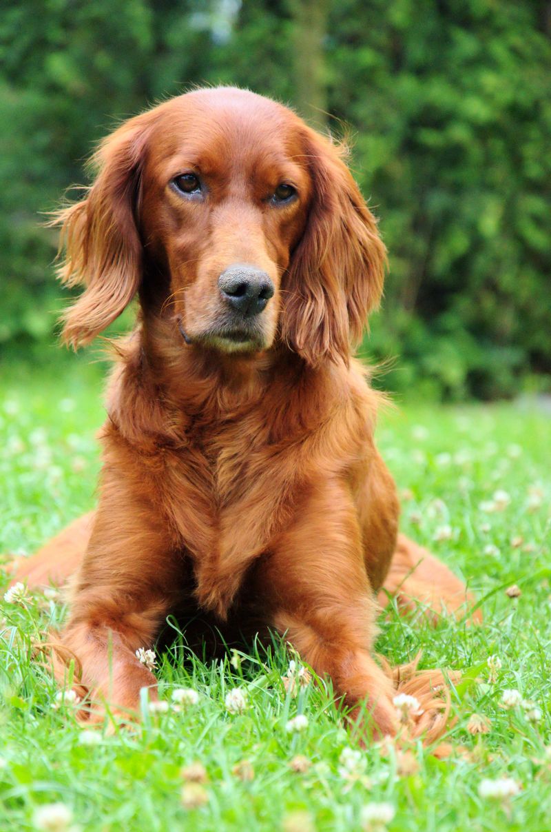 Irish Setter