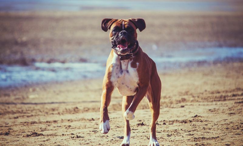 13 dogs that flourish in warm weather - and 3 that adapt better than most people expect 14 Boxer
