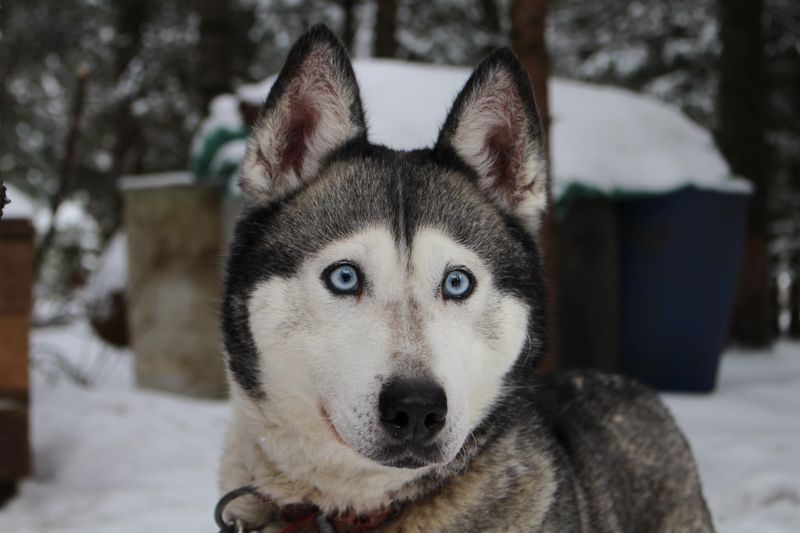 Before calling these dog breeds badly behaved, take a closer look at how they were raised 9 Siberian Husky