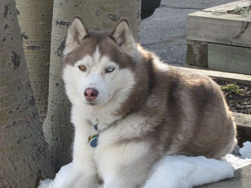They protect their reputation in public - then unleash the chaos the moment nobody important is watching 2 Siberian Husky