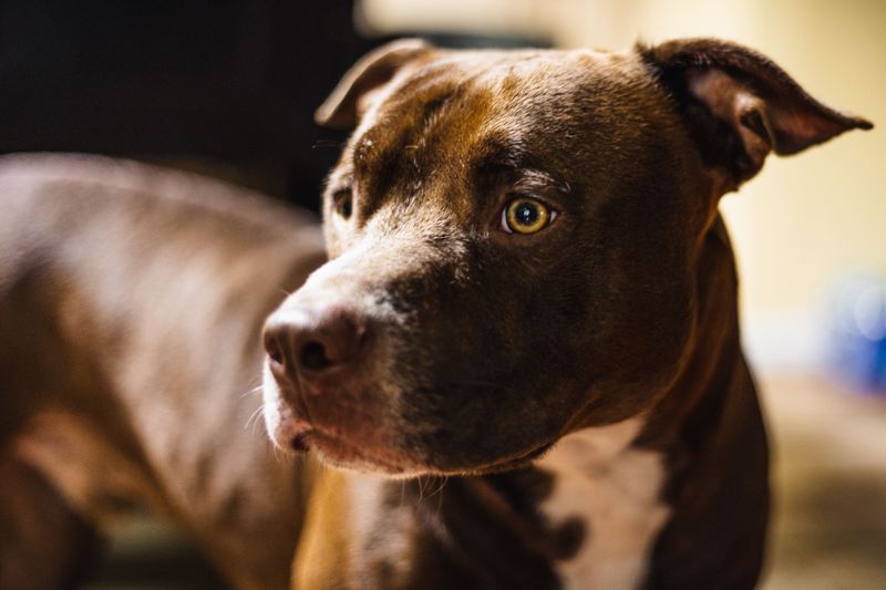 American Pit Bull Terrier