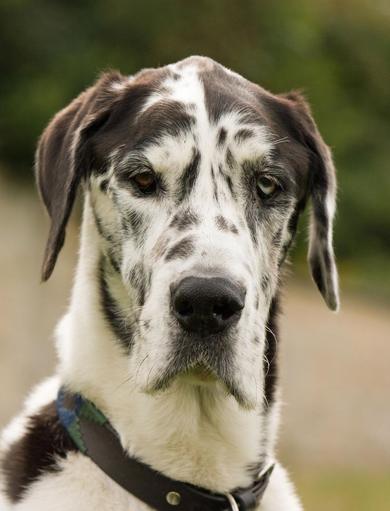 10 short-haired dogs that can save you brushing time - then quietly add maintenance somewhere else 3 Great Dane