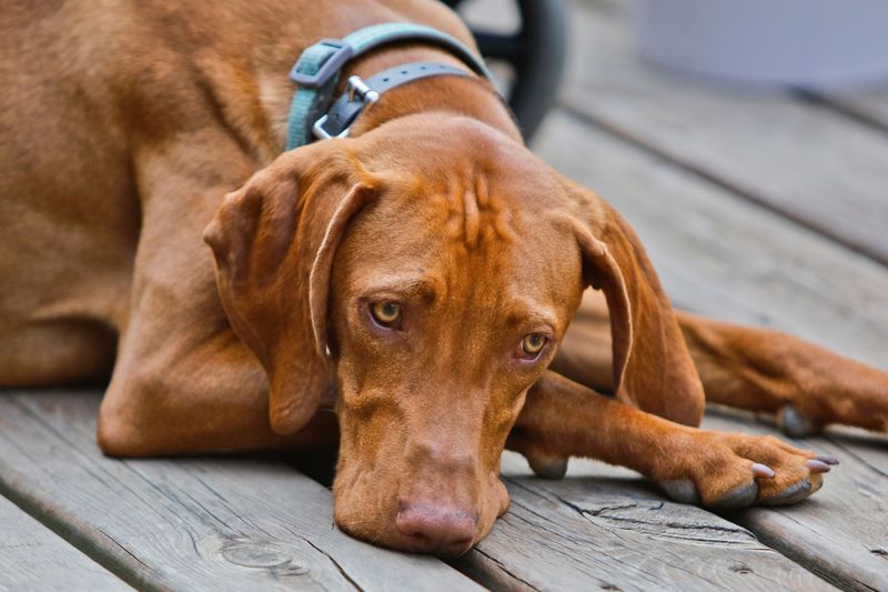 Understanding these 11 sensitive dog breeds changes everything about living with them 3 Vizsla