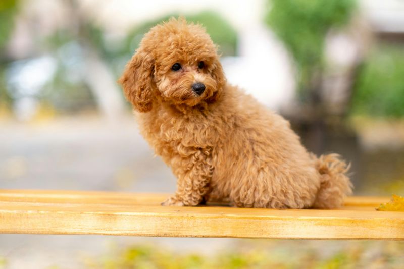 18 Best Companion Dog Breeds for People Who Live Alone 10 Miniature Poodle