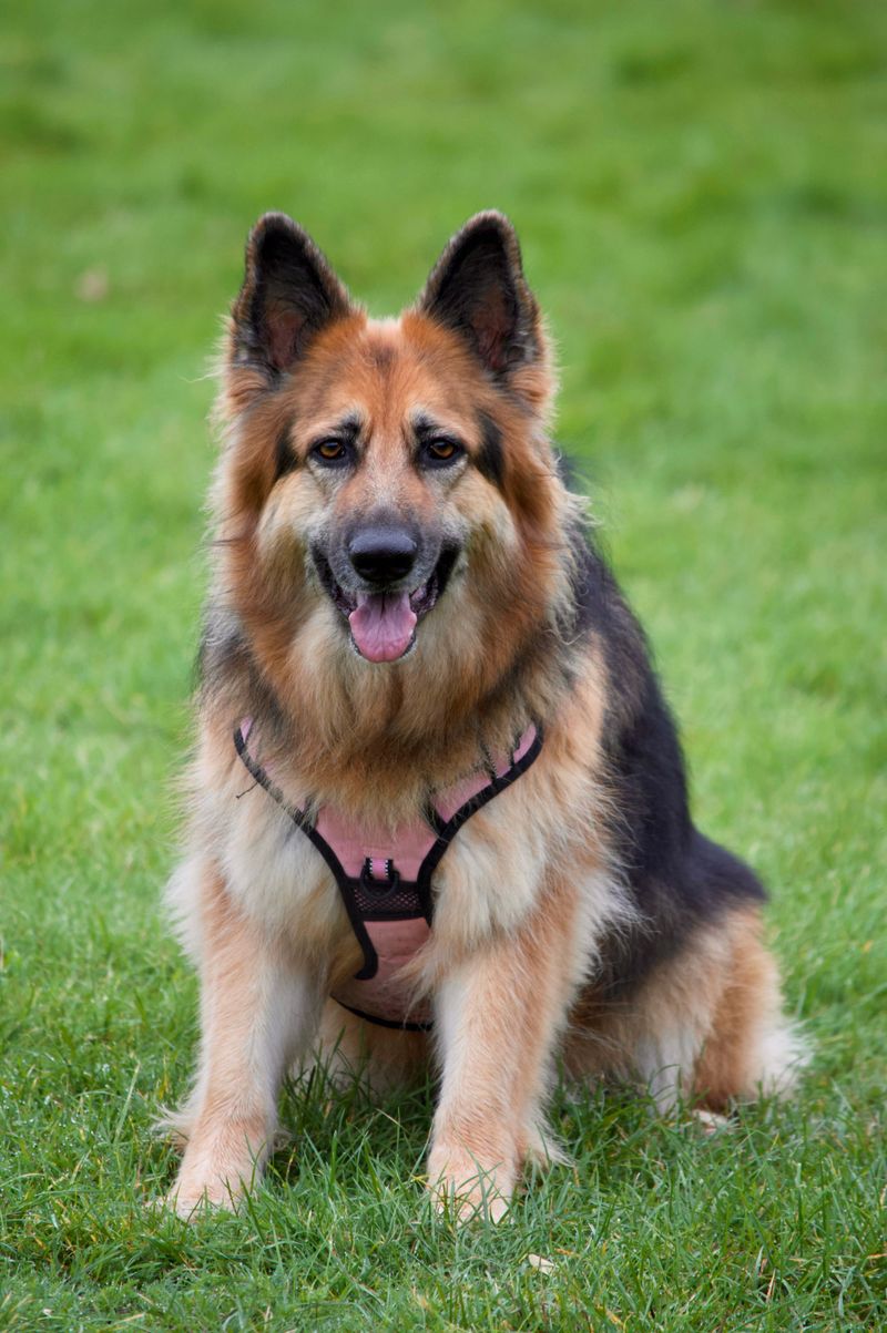 The way these 12 dog breeds handle strangers may completely change the breed you choose 7 German Shepherd