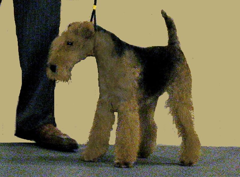 Lakeland Terrier
