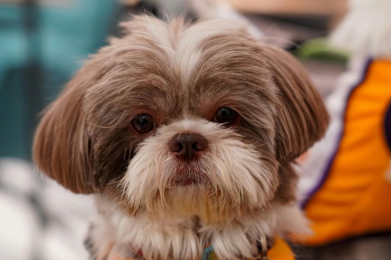 Shih Tzu