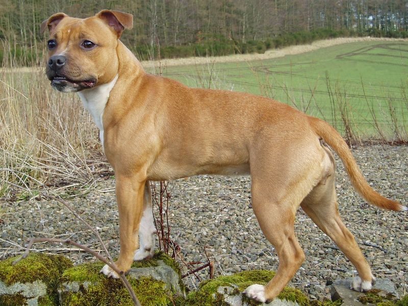 Some dogs enjoy doing their own thing - These breeds would rather join whatever you're doing 9 Staffordshire Bull Terrier