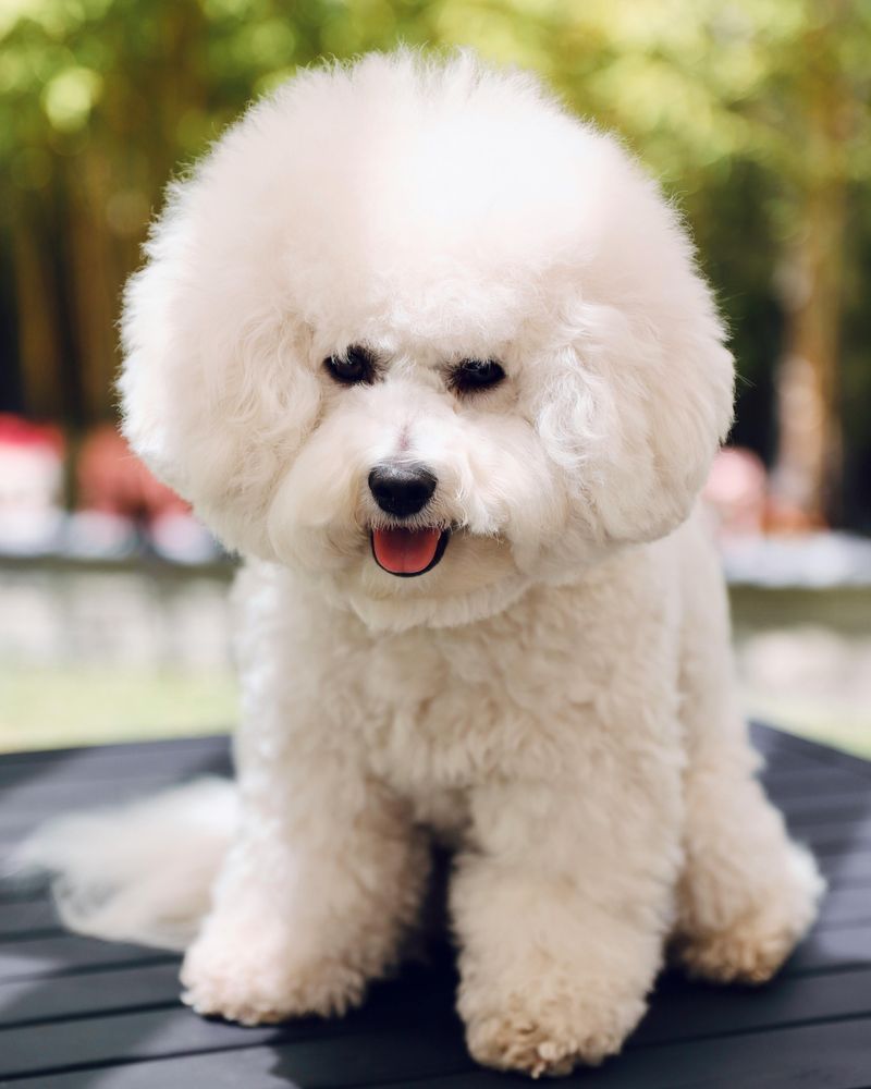 11 dogs with such naturally peaceful presence people feel calmer around them 10 Bichon Frise