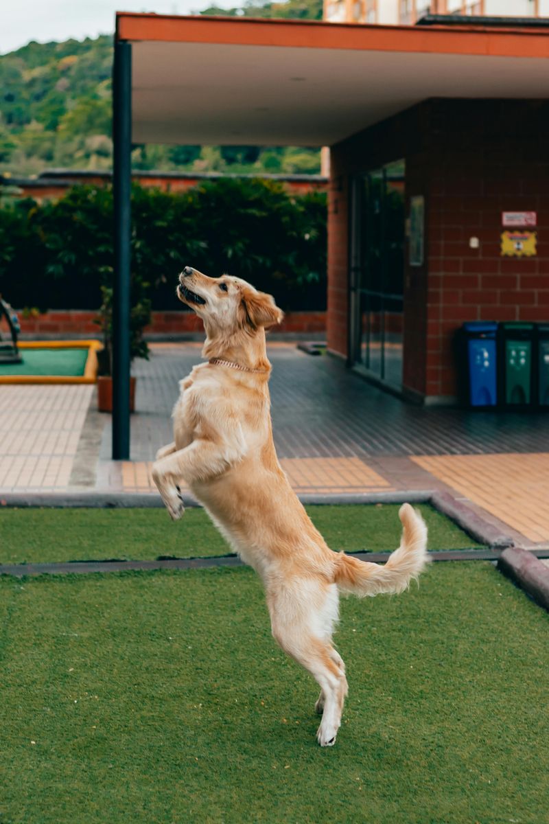 10 Golden Retriever truths owners wish they knew before bringing one home 8 Daily exercise is non-negotiable