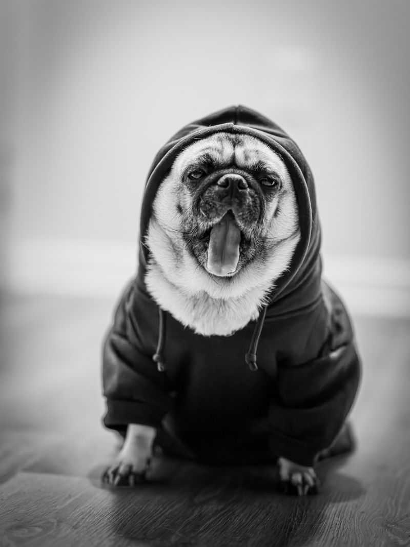 Cute videos made these breeds famous - They conveniently left out some of the hardest parts 6 Pug - tiny comedian with upkeep