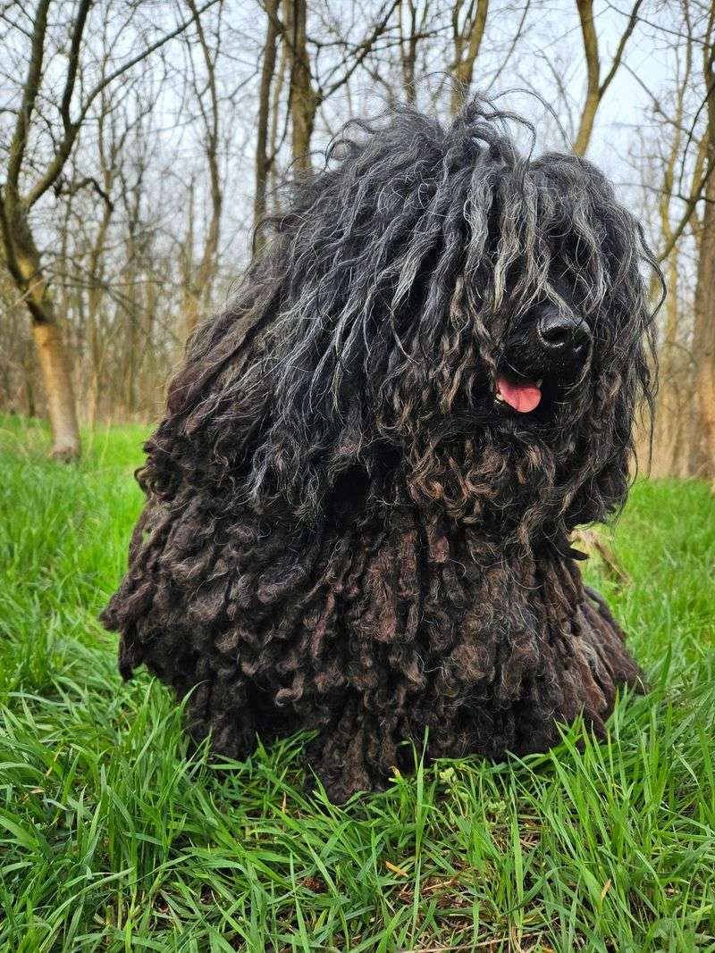 People fall for these 14 beautiful coats every time – plus 3 that require more work than expected 14 Komondor