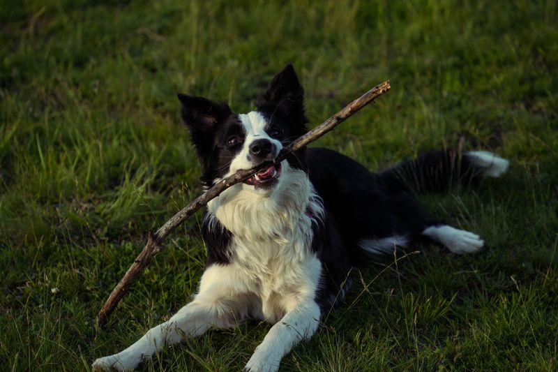 A structured lifestyle suits these 11 dependable dog breeds surprisingly well 12 Border Collie