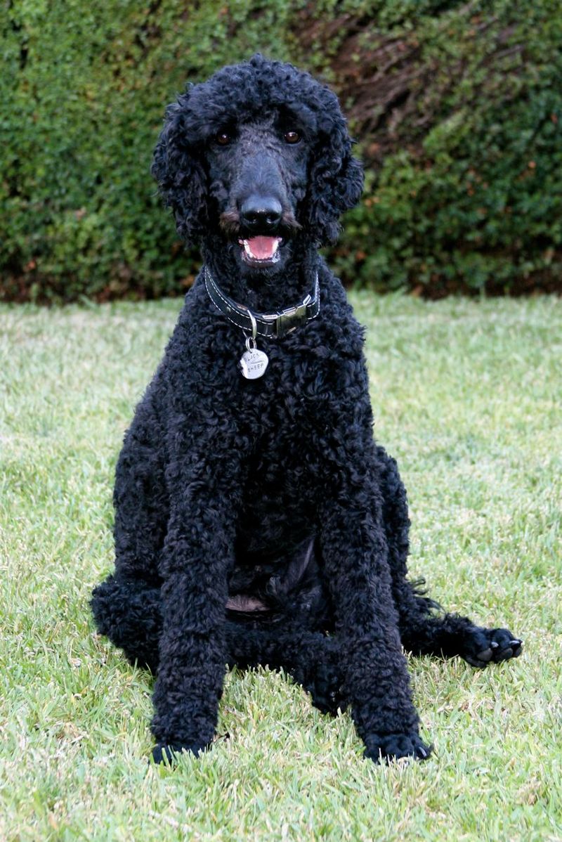 If everyone at home shares dog duties, these dog breeds may be an ideal match 8 Standard Poodle