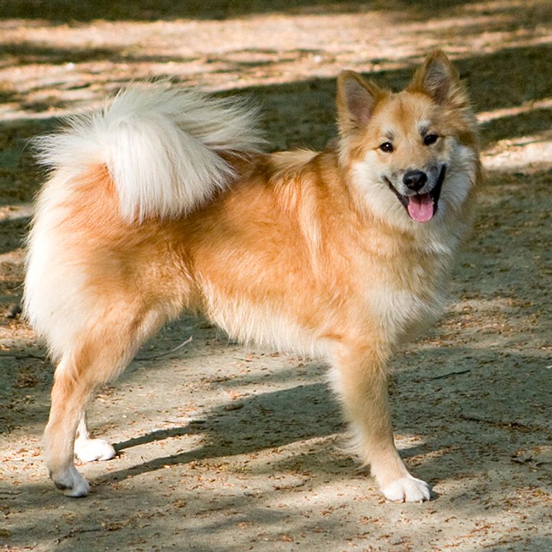 “Clicker Training Is Useless” Takes Are Going Viral - 14 Breeds Owners Mention Most in “It Didn’t Work” Threads 11 Icelandic Sheepdog