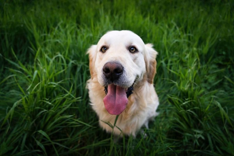 10 Golden Retriever truths owners wish they knew before bringing one home 2 They shed far more than expected