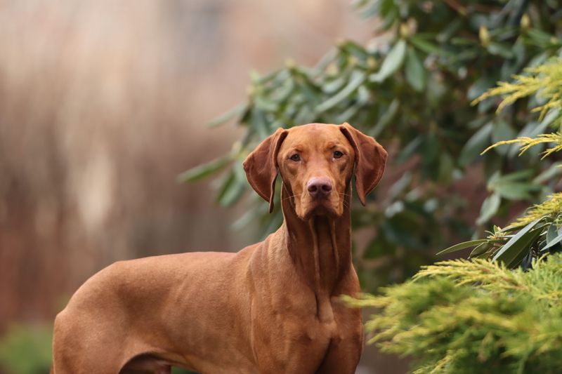 If dog odor is your biggest concern, these 12 dog breeds deserve a closer look 9 Vizsla
